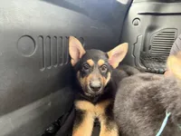 Medusa, a female German Shepherd Dog for sale in Palm Bay, FL – 1 of 2