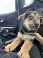 Orange , a female German Shepherd Dog for sale in Palm Bay, FL – 2 of 3