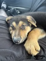 Orange , a female German Shepherd Dog for sale in Palm Bay, FL – 3 of 3