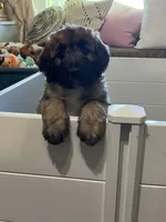 Meadow , a female Saint Berdoodle for sale in Akron, OH – 3 of 10
