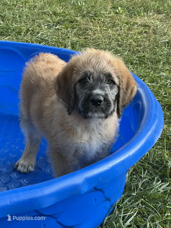 Cooper  – Saint Berdoodle puppy for sale in Akron, OH