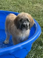 Cooper , a male Saint Berdoodle for sale in Akron, OH – 1 of 9