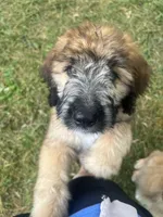 Meadow , a female Saint Berdoodle for sale in Akron, OH – 2 of 10