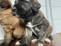 Mocha , a female Saint Berdoodle for sale in Akron, OH – 2 of 6
