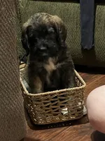 Mocha , a female Saint Berdoodle for sale in Akron, OH – 5 of 6