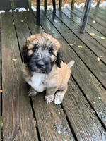 Meadow , a female Saint Berdoodle for sale in Akron, OH – 6 of 10