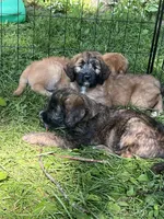 Meadow , a female Saint Berdoodle for sale in Akron, OH – 5 of 10