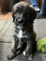 Mocha , a female Saint Berdoodle for sale in Akron, OH – 3 of 6