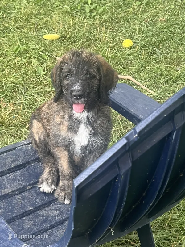 Mocha , a female Saint Berdoodle for sale in Akron, OH – 1 of 6