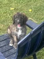 Mocha , a female Saint Berdoodle for sale in Akron, OH – 1 of 6