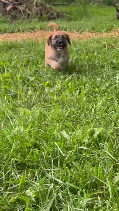 Cooper , a male Saint Berdoodle for sale in Akron, OH – 9 of 9