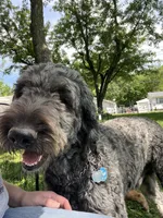 Meadow , a female Saint Berdoodle for sale in Akron, OH – 10 of 10