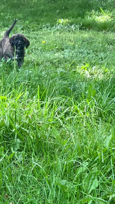 Mocha , a female Saint Berdoodle for sale in Akron, OH – 6 of 6
