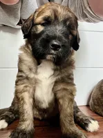 Meadow , a female Saint Berdoodle for sale in Akron, OH – 9 of 10