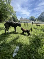 Mocha , a female Saint Berdoodle for sale in Akron, OH – 4 of 6