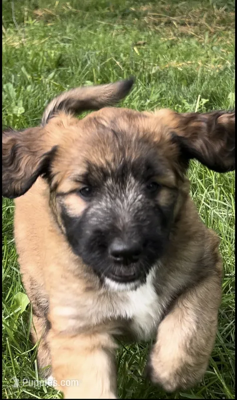 Meadow , a female Saint Berdoodle for sale in Akron, OH – 1 of 10