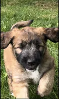 Meadow , a female Saint Berdoodle for sale in Akron, OH – 1 of 10
