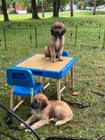 Meadow , a female Saint Berdoodle for sale in Akron, OH – 8 of 10