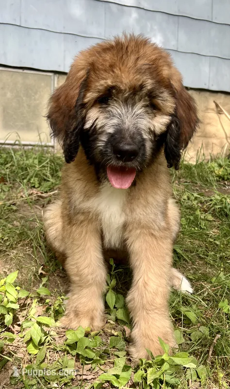 💛 Meadow 💛 – Saint Berdoodle puppy for sale in Akron, OH