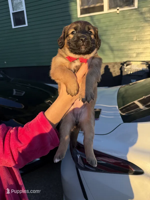 Noname – Black Mouth Cur, Golden Retriever puppy for sale in Providence, RI