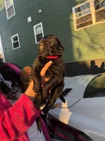 Noname, a male Black Mouth Cur and Golden Retriever for sale in Providence, RI – Photo 8 of 9