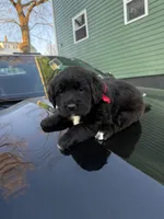 Noname, a male Black Mouth Cur and Golden Retriever for sale in Providence, RI – Photo 9 of 9