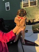 Noname, a male Black Mouth Cur and Golden Retriever for sale in Providence, RI – Photo 5 of 9