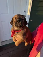 Noname, a male Black Mouth Cur and Golden Retriever for sale in Providence, RI – Photo 1 of 9