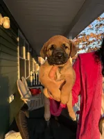 Noname, a male Black Mouth Cur and Golden Retriever for sale in Providence, RI – Photo 6 of 9