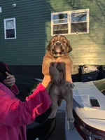 Noname, a male Black Mouth Cur and Golden Retriever for sale in Providence, RI – Photo 4 of 9