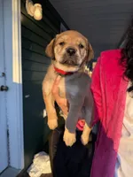 Noname, a male Black Mouth Cur and Golden Retriever for sale in Providence, RI – Photo 2 of 9
