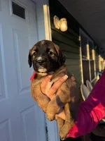 Noname, a male Black Mouth Cur and Golden Retriever for sale in Providence, RI – Photo 3 of 9