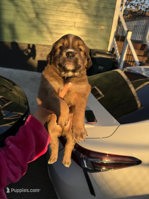 Noname  – Black Mouth Cur, Golden Retriever puppy for sale in Providence, RI