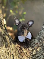 processed/b74cf27e-3fe4-45e5-a8d7-b0d29898cad0/listing/3b51dc3c-2030-4f33-82f4-0b39dd6179d3/019cd8ab-16d9-46b3-9aa1-dbf4b9dbecb9