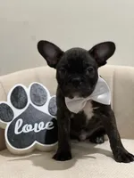 processed/b74cf27e-3fe4-45e5-a8d7-b0d29898cad0/listing/3b51dc3c-2030-4f33-82f4-0b39dd6179d3/1fe80e18-45eb-4abc-87e0-38b8ec176287