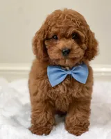 JoeJoe, a male Cavapoo and Poodle - Miniature  for sale in Hollywood, FL – Photo 2 of 4