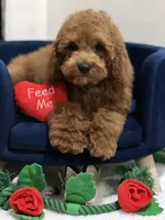 JoeJoe, a male Cavapoo and Poodle - Miniature  for sale in Hollywood, FL – Photo 1 of 4