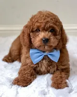 JoeJoe, a male Cavapoo and Poodle - Miniature  for sale in Hollywood, FL – Photo 3 of 4