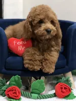 JoeJoe, a male Cavapoo and Poodle - Miniature  for sale in Hollywood, FL – Photo 4 of 4