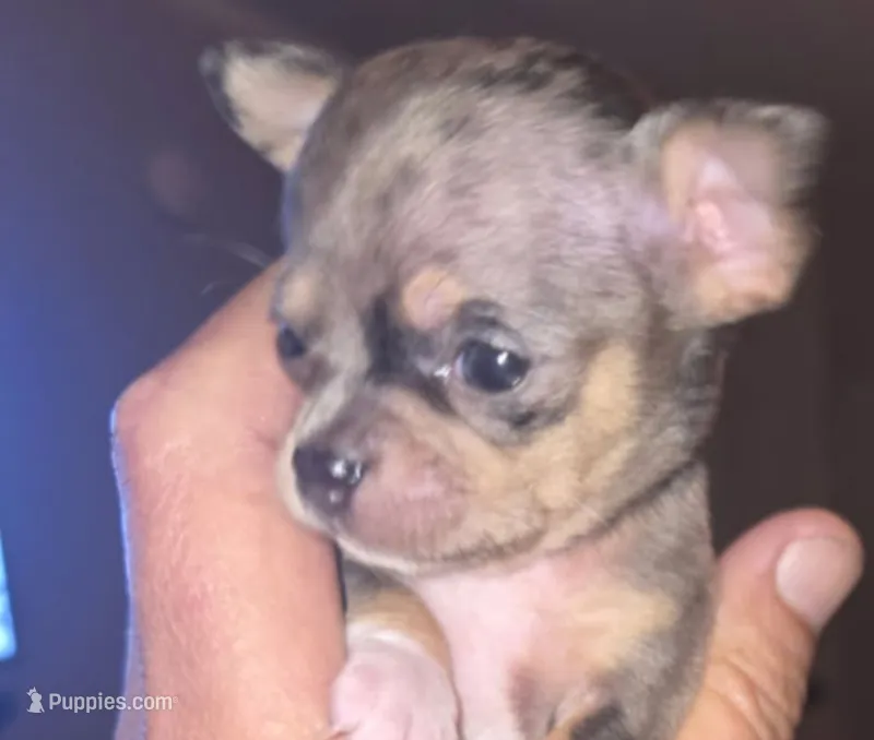Chiweenie girl – Chiweenie puppy for sale in Hopkins, SC