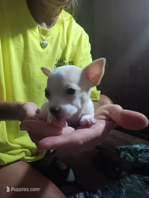 Chihuahua – Chihuahua puppy for sale in Hopkins, SC