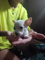 Chihuahua, a female Chihuahua for sale in Hopkins, SC – 1 of 1
