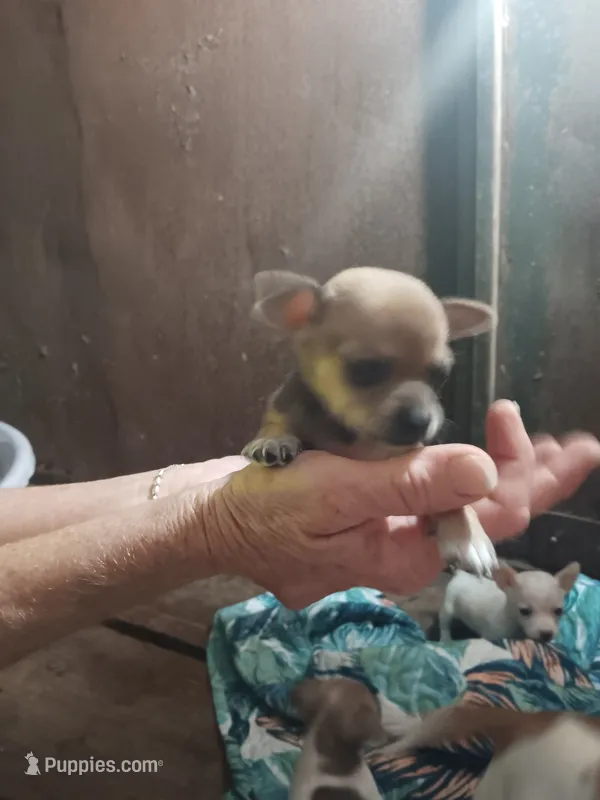 Chihuahua – Chihuahua puppy for sale in Hopkins, SC