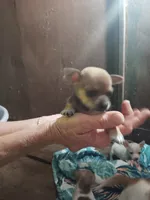 Chihuahua, a male Chihuahua for sale in Hopkins, SC – 1 of 1