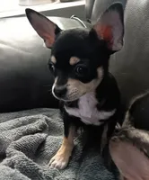 Chiweenie boy, a male Chiweenie for sale in Hopkins, SC – 1 of 1