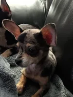 Chiweenie girl, a female Chiweenie for sale in Hopkins, SC – 1 of 1