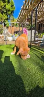 Princess , a female American Pit Bull Terrier for sale in Antioch, CA – 3 of 7