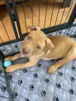 Scooby, a male American Pit Bull Terrier for sale in Antioch, CA – 5 of 7