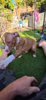 Athena, a female American Pit Bull Terrier for sale in Antioch, CA – 3 of 9