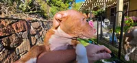 Athena, a female American Pit Bull Terrier for sale in Antioch, CA – 2 of 9